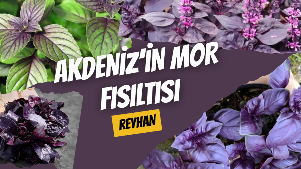 Akdeniz’in Mor Fısıltısı - Reyhan