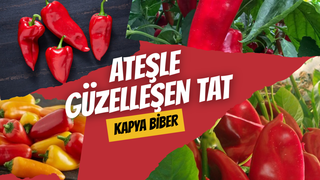 Ateşle Güzelleşen Tat - Kapya Biber