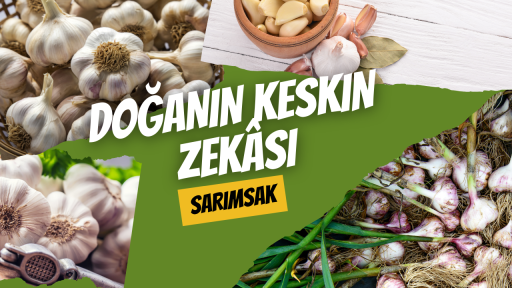Doğanın Keskin Zekâsı - Sarımsak