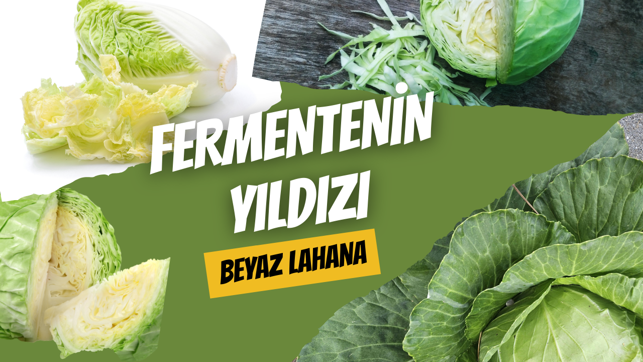Fermentenin Yıldızı: Beyaz Lahana