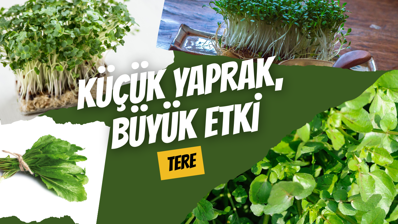 Küçük Yaprak, Büyük Etki: Tere