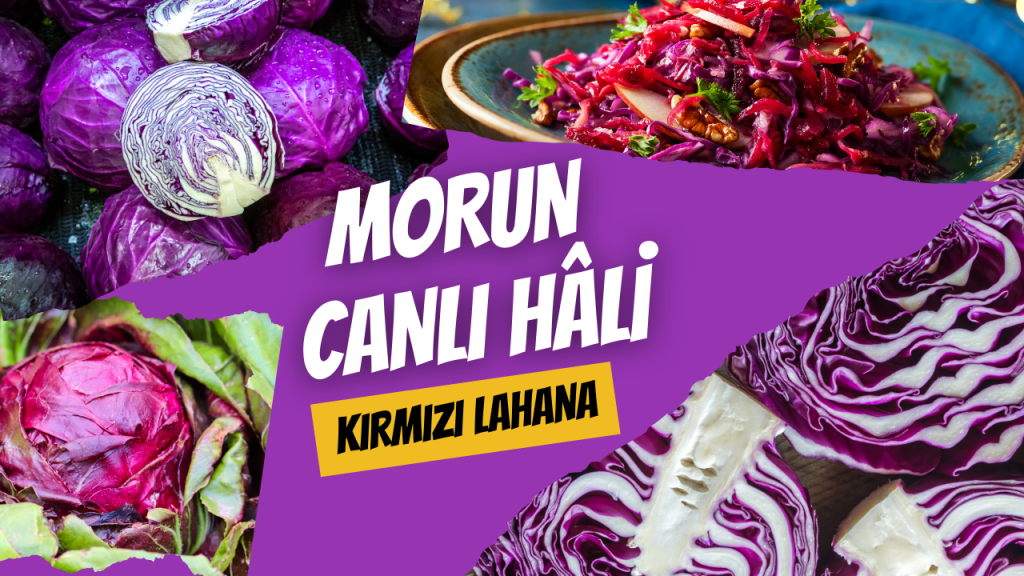 Morun Canlı Hâli - Kırmızı Lahana