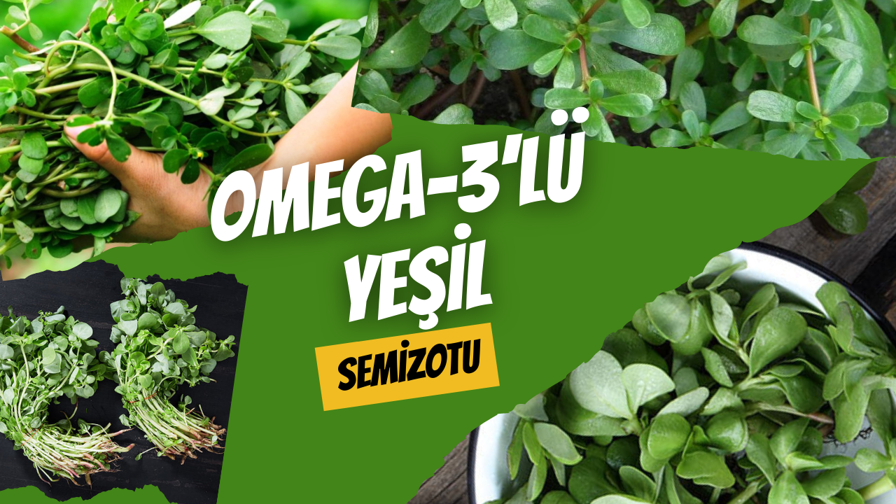 Omega-3’lü Yeşil: Semizotu