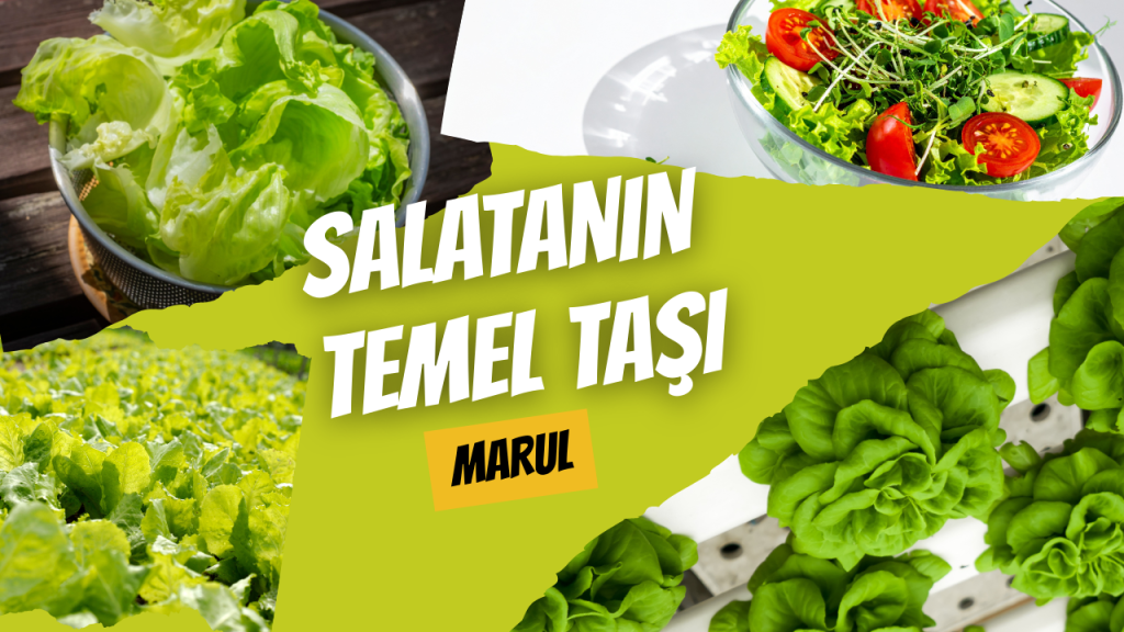 Salatanın Temel Taşı - Marul