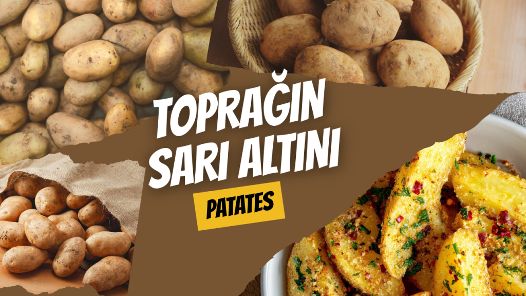 Toprağın Sarı Altını - Patates