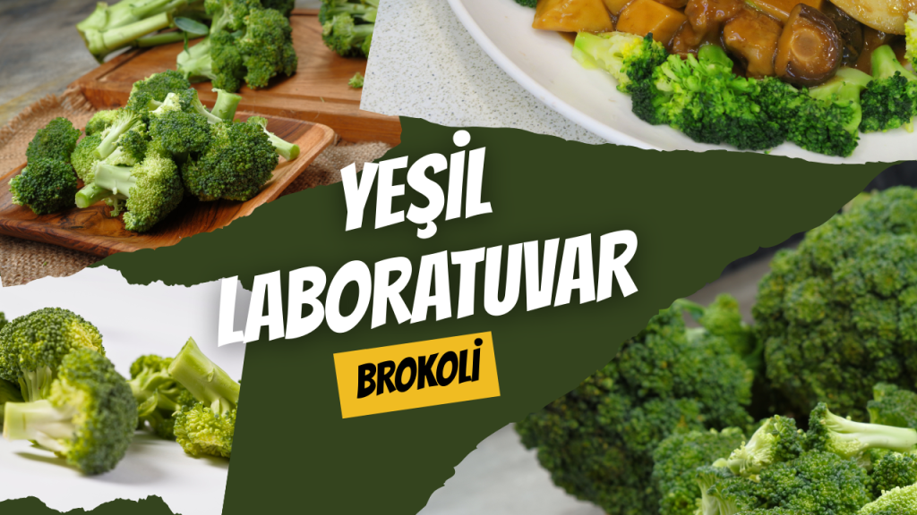 Yeşil Laboratuvar - Brokoli