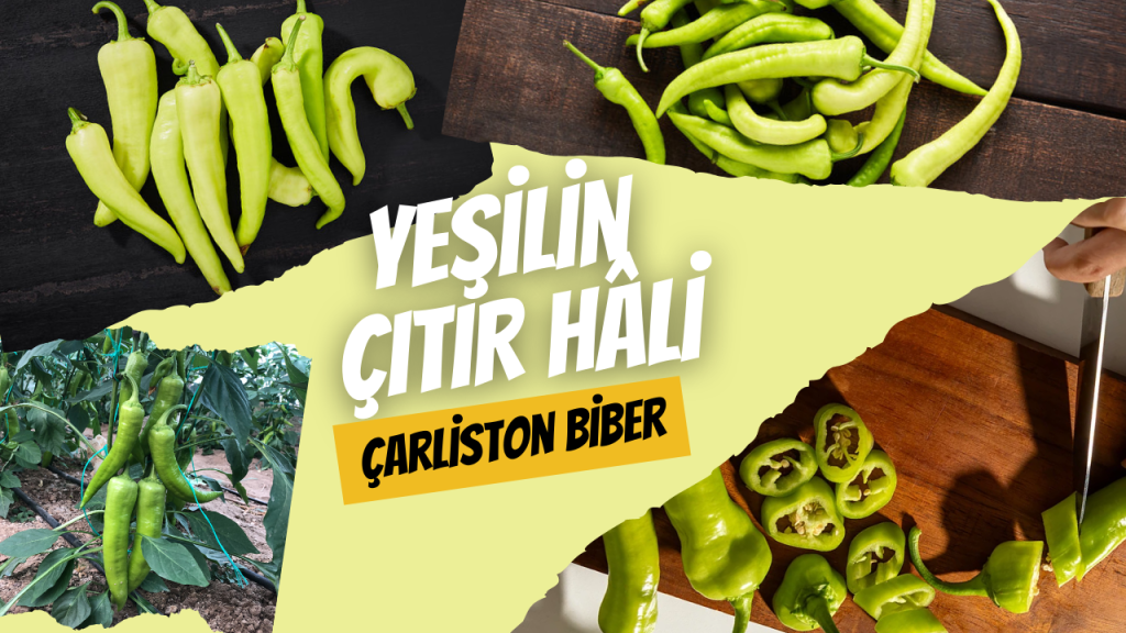 Yeşilin Çıtır Hâli - Çarliston Biber