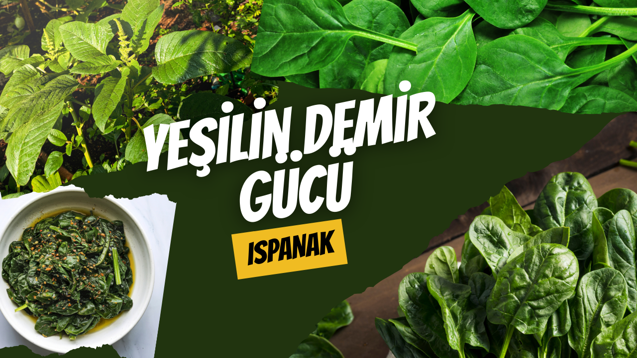 Yeşilin Demir Gücü: Ispanak