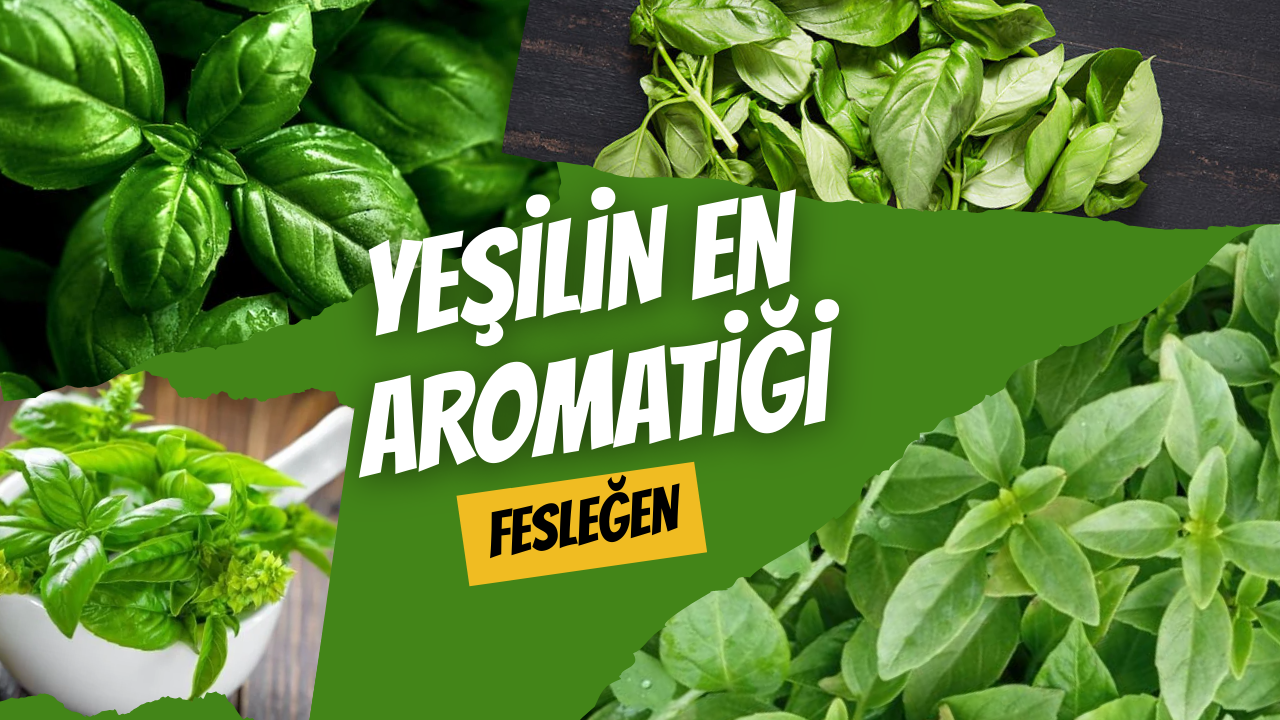 Yeşilin En Aromatiği: Fesleğen