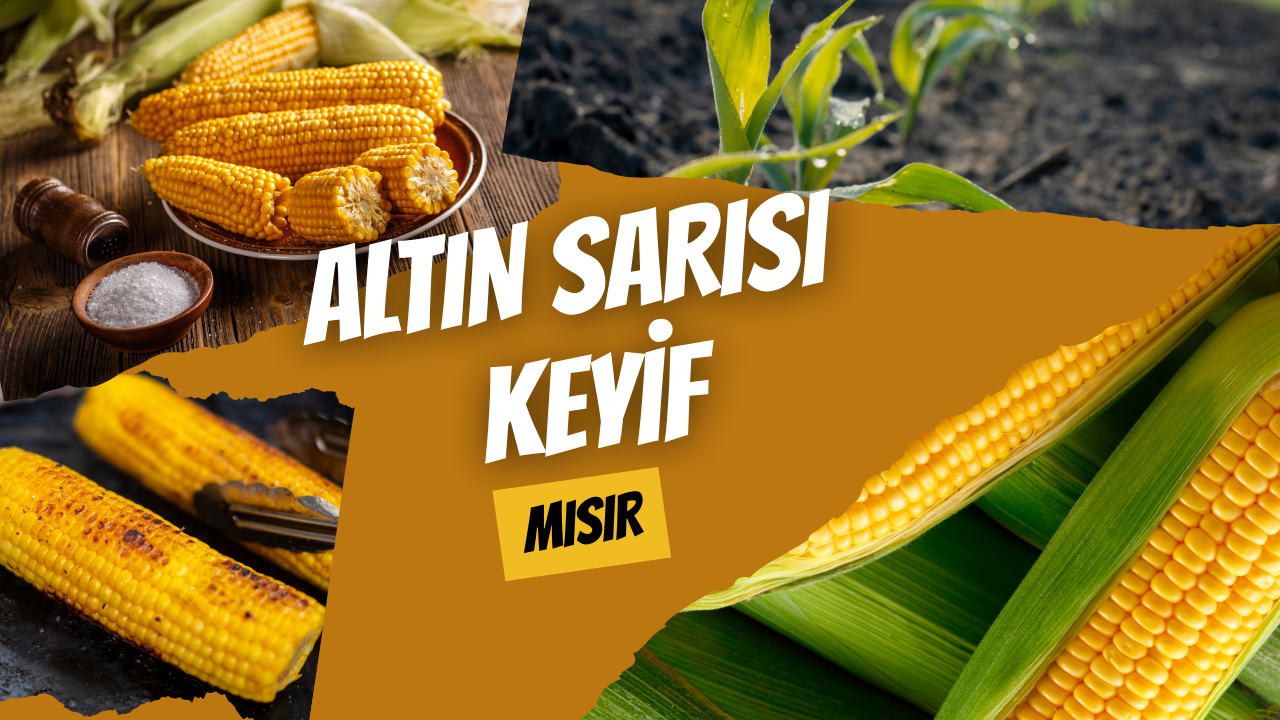 Altın Sarısı Keyif: Mısır