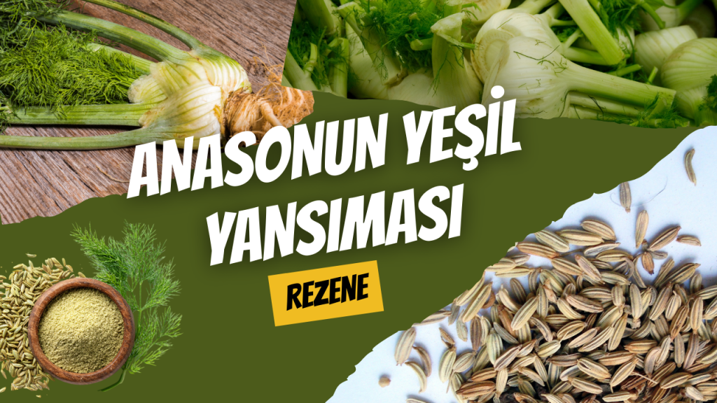 Anasonun Yeşil Yansıması - Rezene