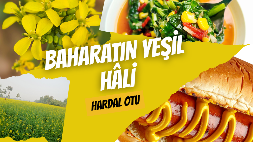 Baharatın Yeşil Hâli - Hardal Otu