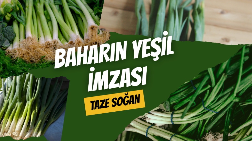 Baharın Yeşil İmzası - Taze Soğan
