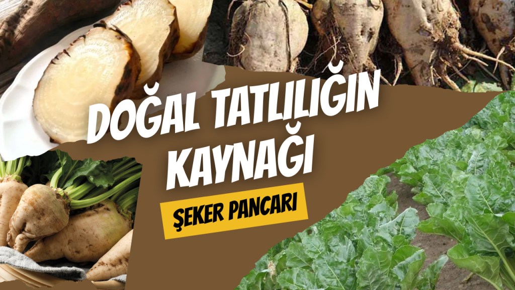 Doğal Tatlılığın Kaynağı - Şeker Pancarı