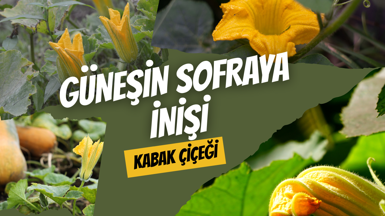 Güneşin Sofraya İnişi: Kabak Çiçeği