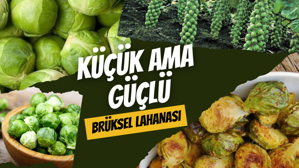Küçük Ama Güçlü - Brüksel Lahanası