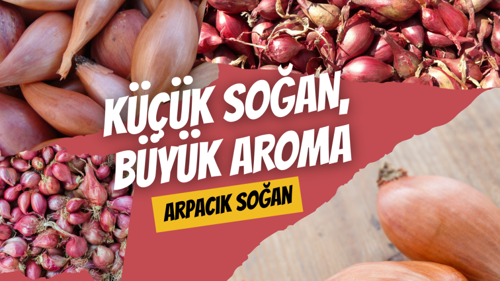 Küçük Soğan, Büyük Aroma - Arpacık Soğan