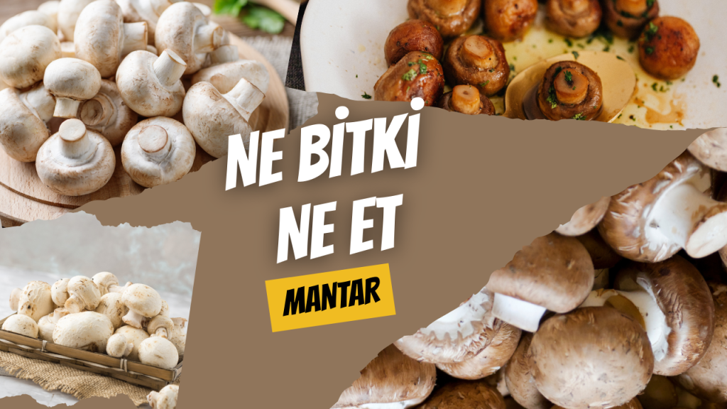 Ne Bitki Ne Et - Mantar