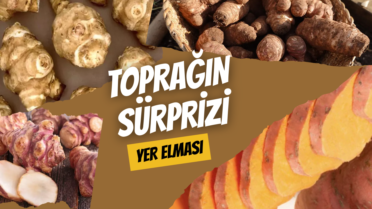 Toprağın Sürprizi: Yer Elması