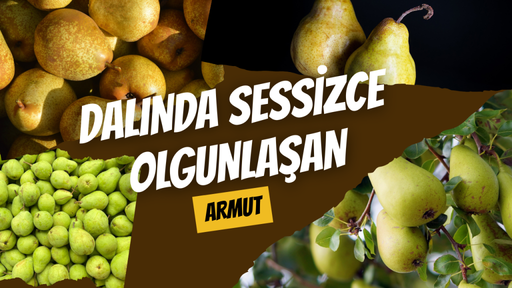 Dalında Sessizce Olgunlaşan Armut