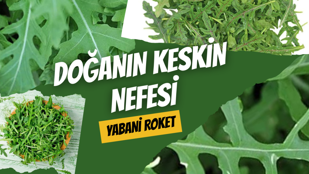 Doğanın Keskin Nefesi Yabani Roket