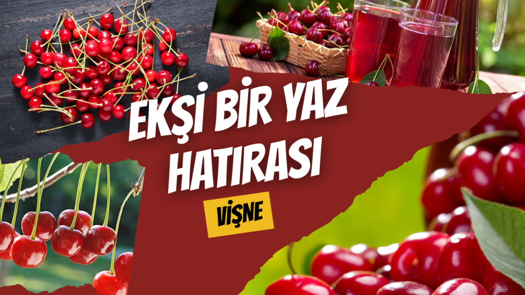 Ekşi Bir Yaz Hatırası Vişne