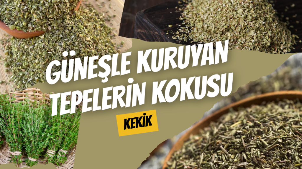 Güneşle Kuruyan Tepelerin Kokusu Kekik
