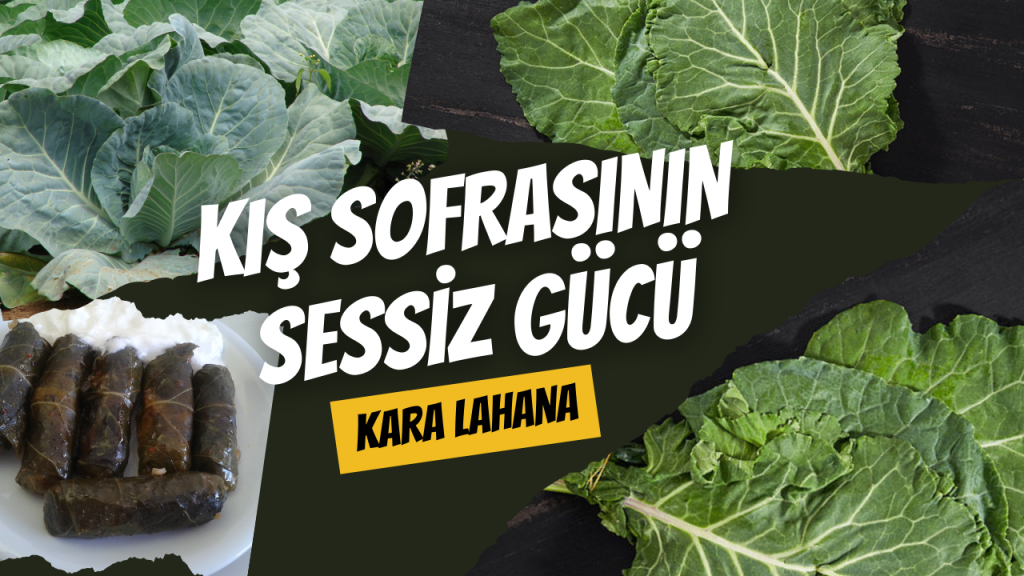 Kış Sofrasının Sessiz Gücü Kara Lahana
