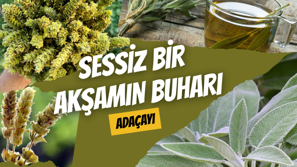 Sessiz Bir Akşamın Buharı Adaçayı