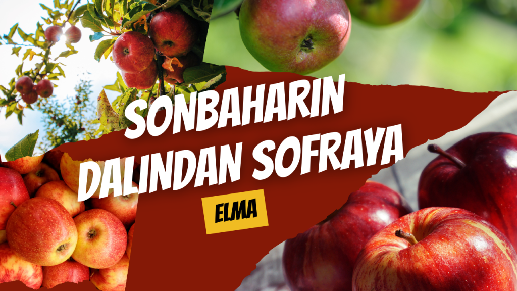 Sonbaharın Dalından Sofraya Elma