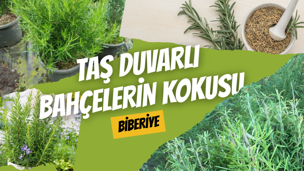 Taş Duvarlı Bahçelerin Kokusu Biberiye