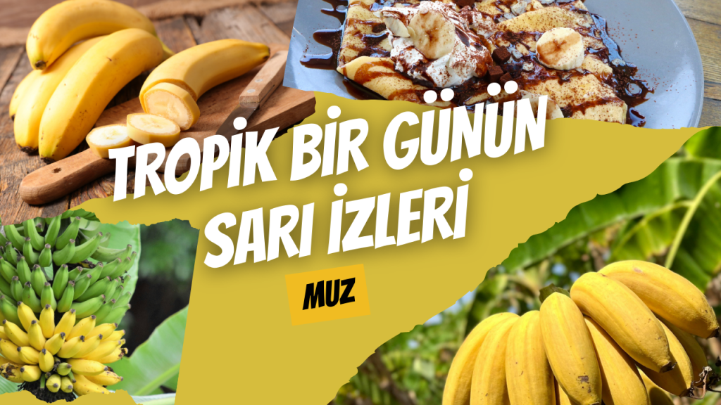 Tropik Bir Günün Sarı İzleri Muz