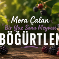 Mora Çalan Bir Yaz Sonu Meyvesi Böğürtlen