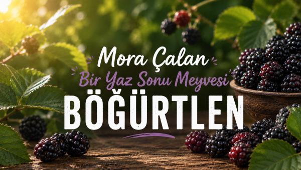 Mora Çalan Bir Yaz Sonu Meyvesi Böğürtlen
